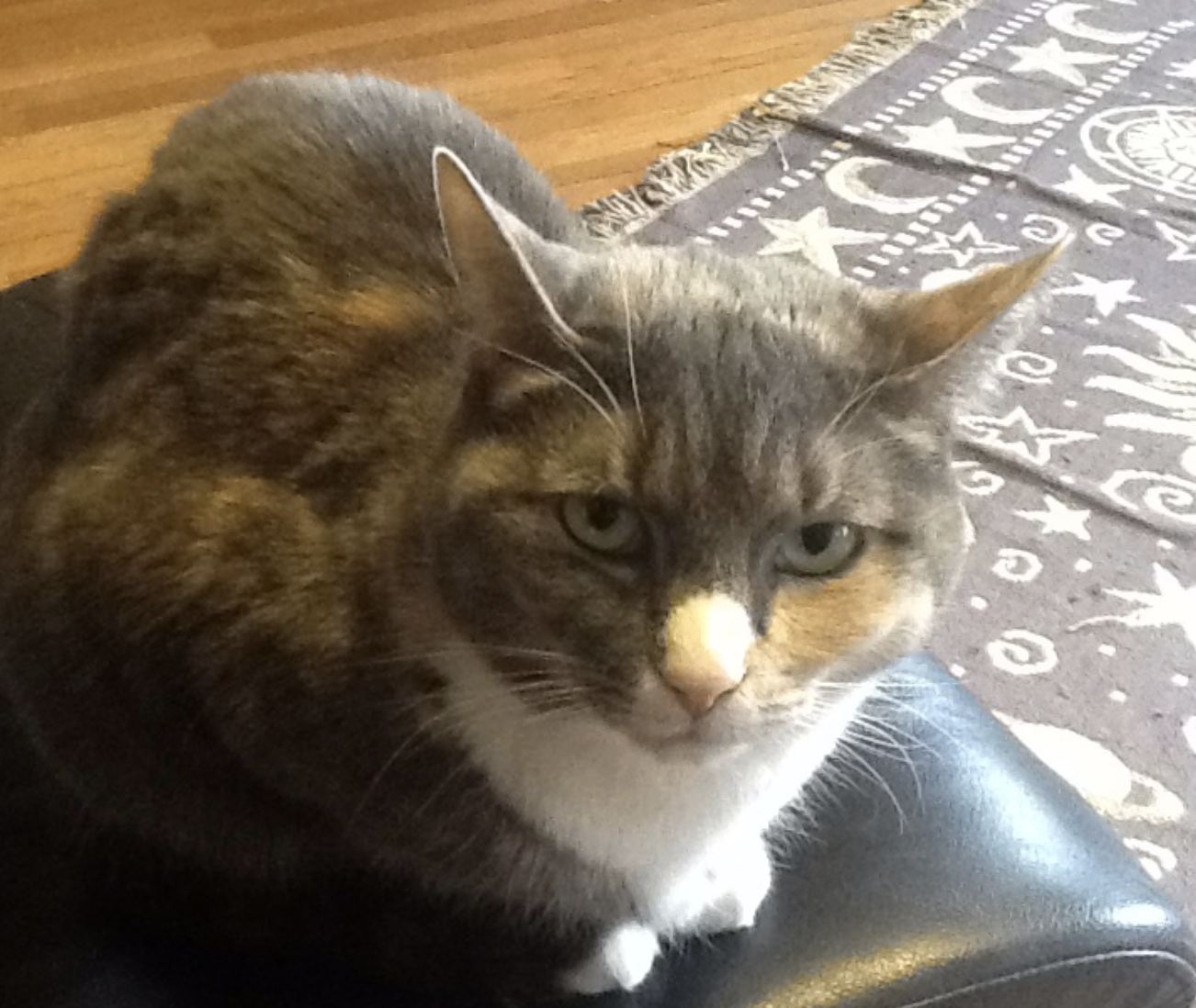 Arya, a grey, white and beige dilute tortoiseshell cat, sits on a black leather ottoman, with a grey and beige rug, and a blonde hardwood floor in the background.