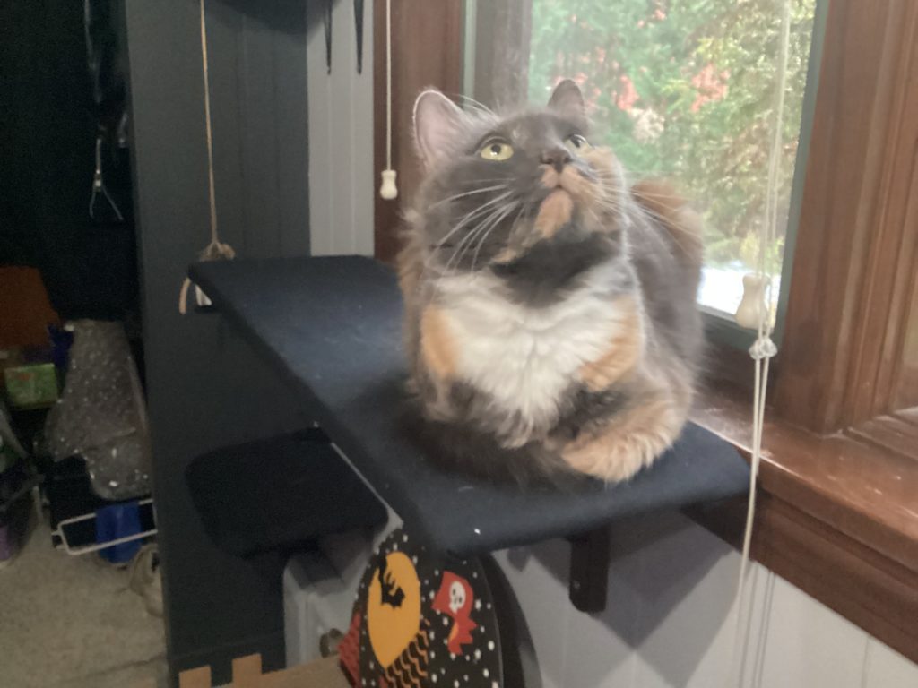 a grey, beige, orange and white cat sits on a ledge near a window, looking up