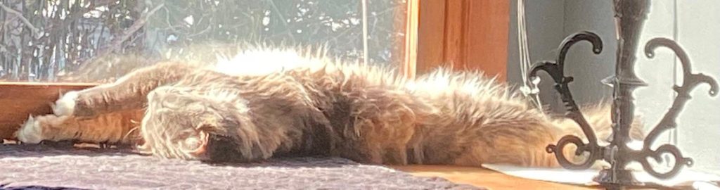 a picture of our cat, Entrapta, a grey, orange, beige and white dilute tortie cat, stretched out in a sunbeam in our living room window, near a table lamp